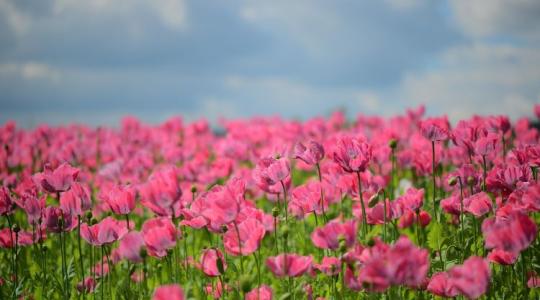 Büntethetik a mákot a kertben? Három szabály, amit minden hobbikertésznek ismernie kell