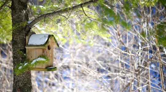 Madárodú februárban: még időben vagy? Méretek, tájolás, magasság