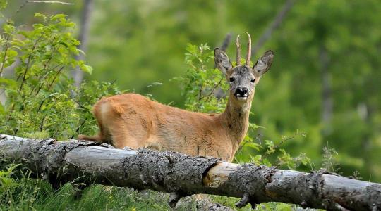 Ingyenes képzések és e-learning: Itt az új 700 milliós természetvédelmi csomag