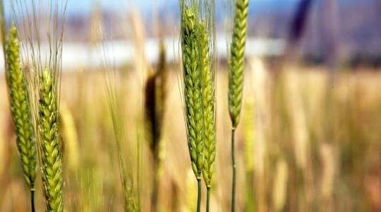Ez a felfedezés átírhatja az eddig megszokott élelmiszer-termelést