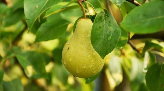 Nem a mennyiség, a minőség diktál: Szezonális fordulóponthoz ért a világ körtekereskedelme