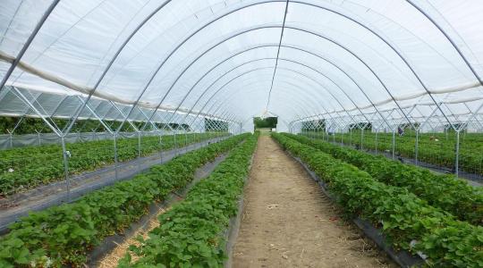 Fóliasátor téli szellőztetése: párásodás, gomba, és a jó napi rutin