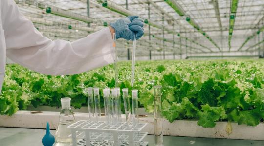 Uniós döntés az új génszerkesztésről: perre mehet Magyarország a GMO-mentes mezőgazdaságért