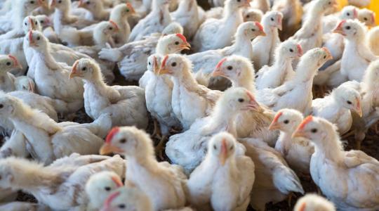 Felfoghatatlan veszteség: 7,4 millió csirkét kellett leölni négy hét alatt
